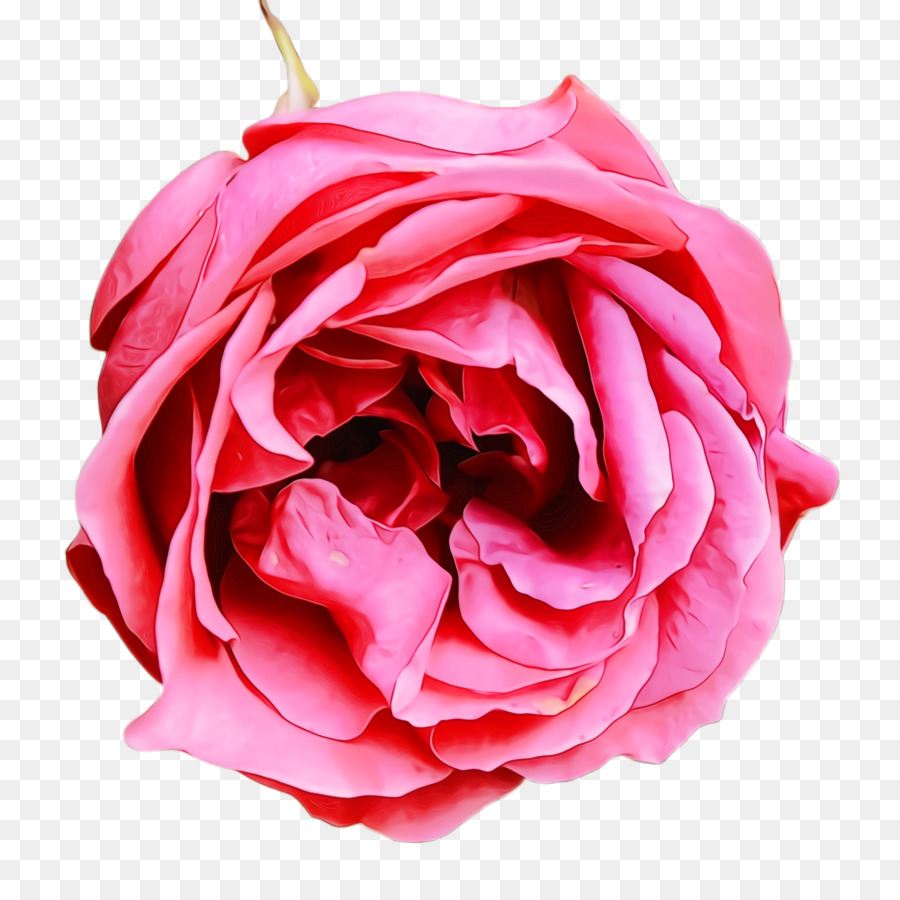 Rosa，Floración PNG