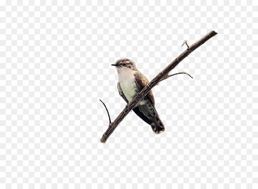 Aves，Pico PNG