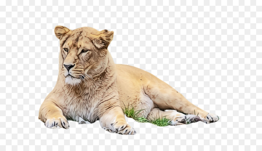 León，Felino De Gran Tamaño PNG