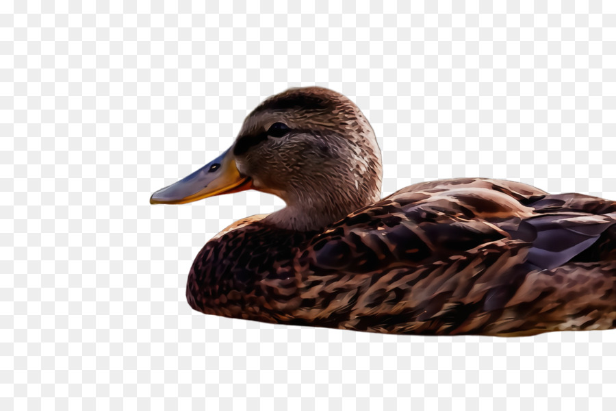 Aves，Pato PNG