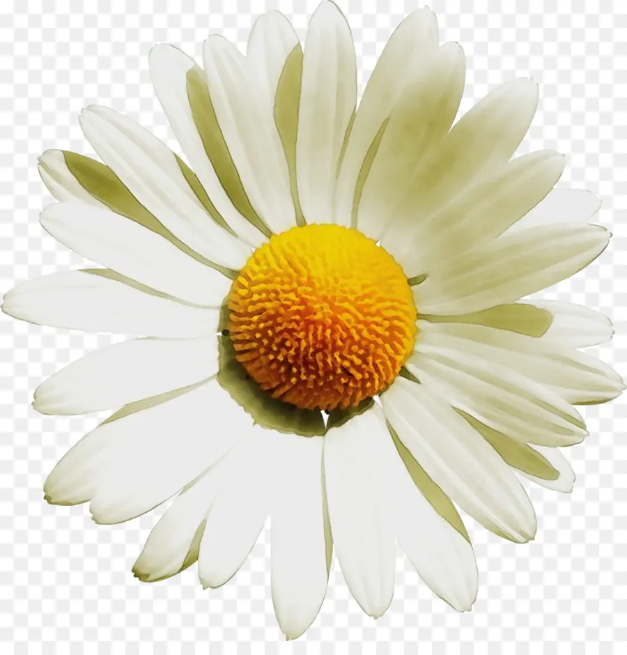 Flor，Margarita PNG