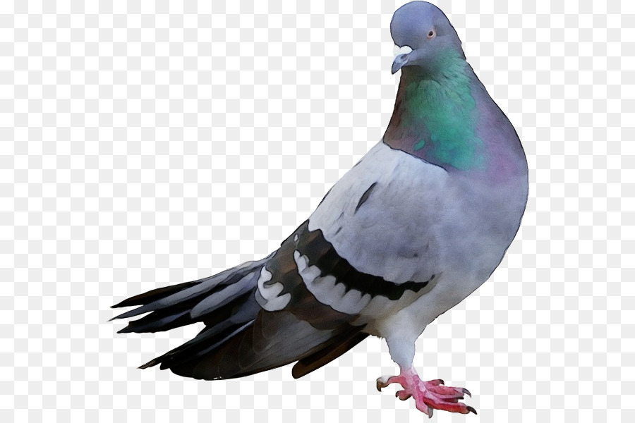 Pájaro，Paloma De Stock PNG