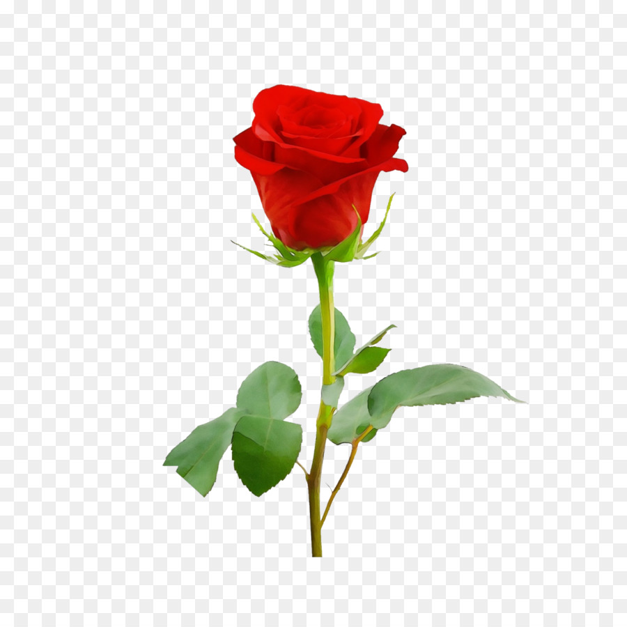 Rosa Roja，Planta PNG