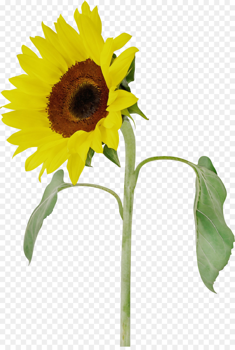 Flor，Girasol PNG