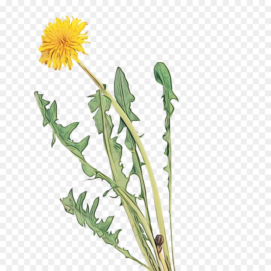 Diente De León，Flor PNG