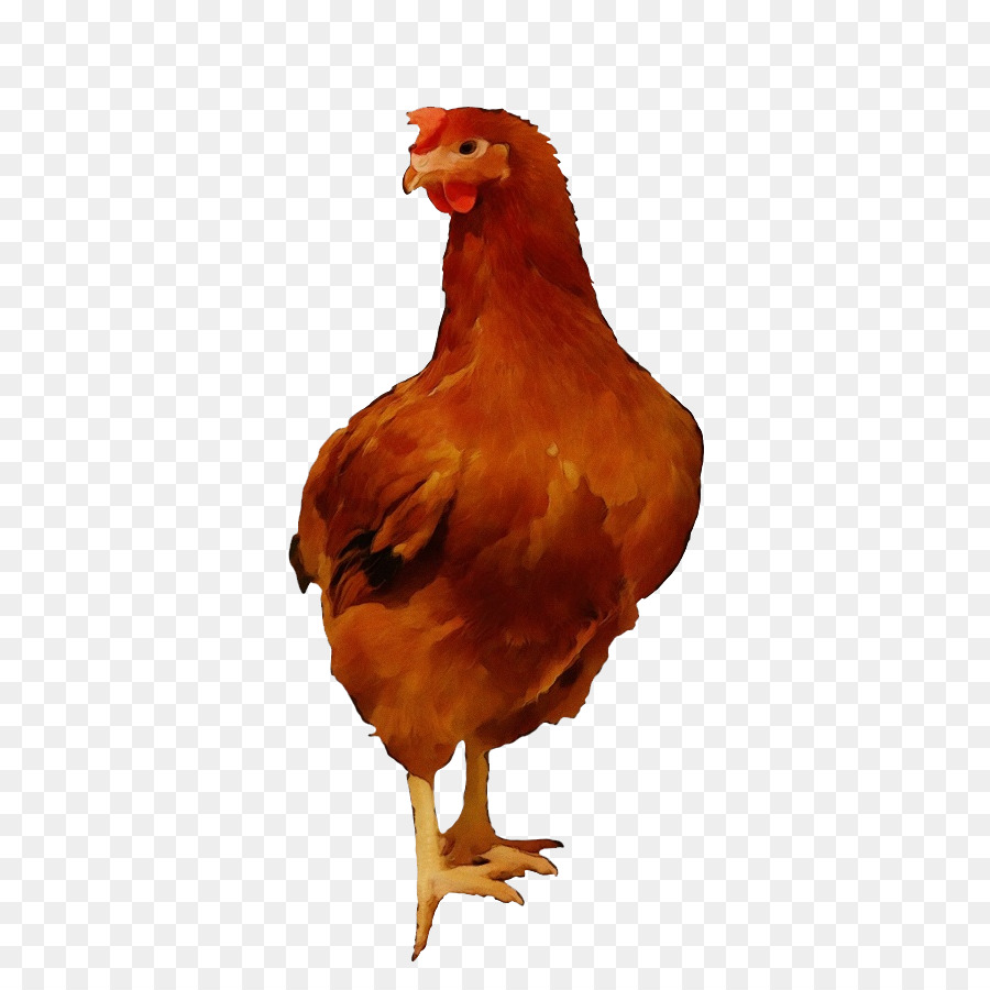 Aves，Pollo PNG