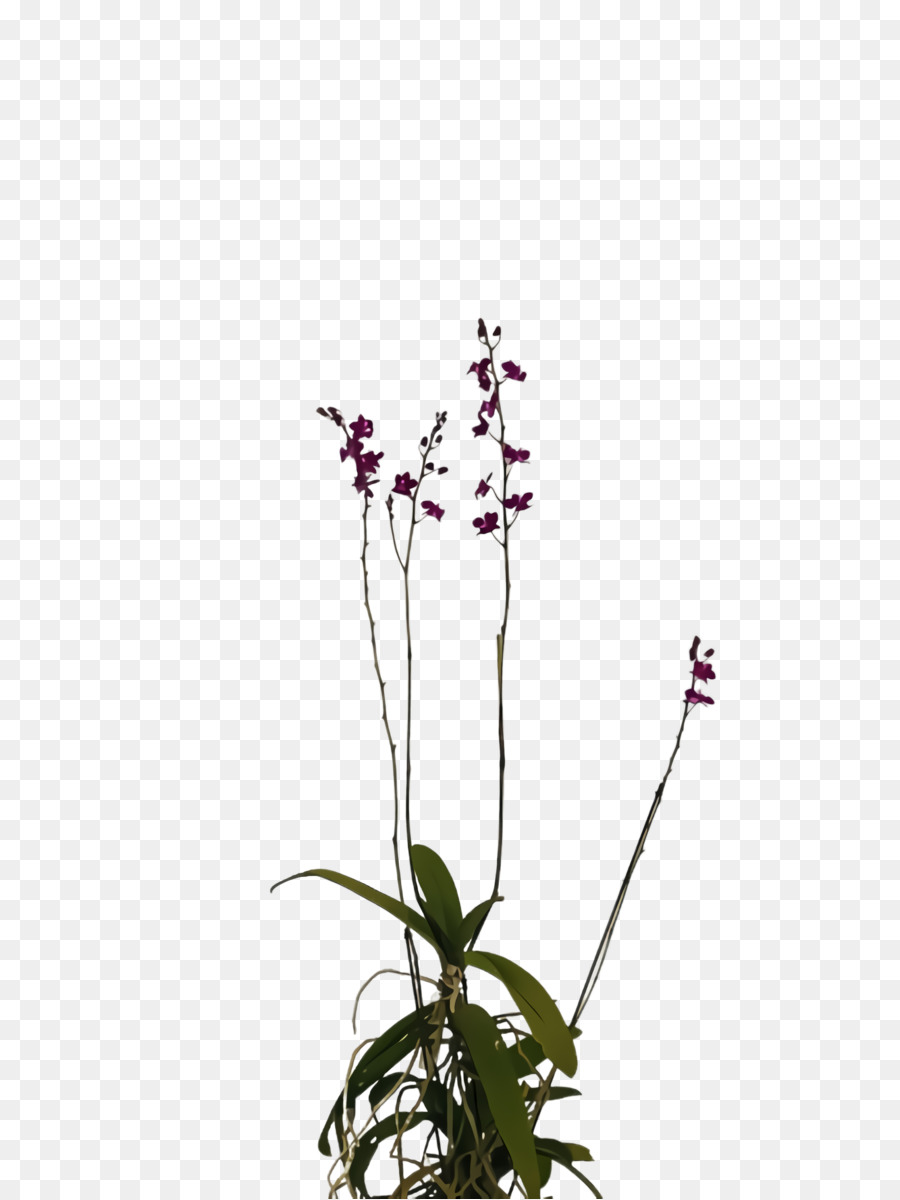 Flor，La Floración De La Planta PNG