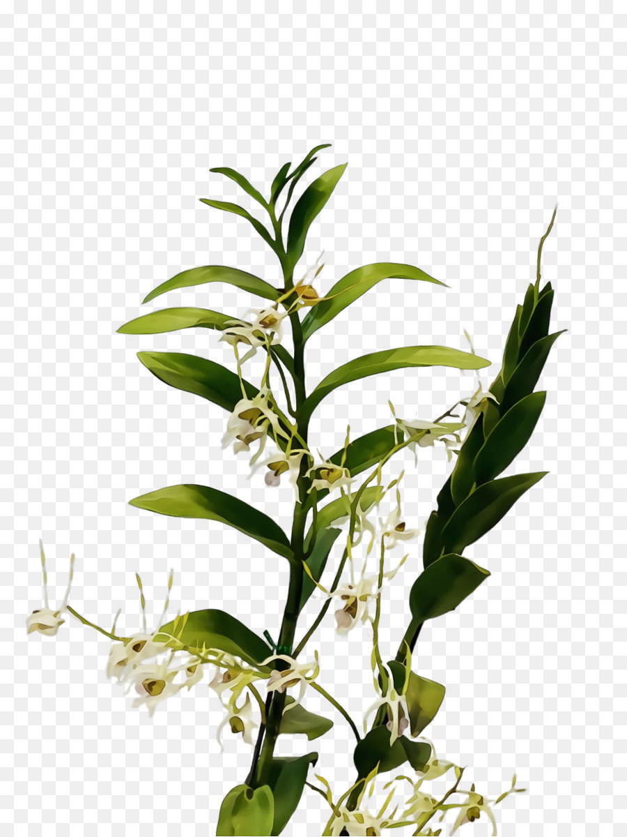 Flor，La Floración De La Planta PNG