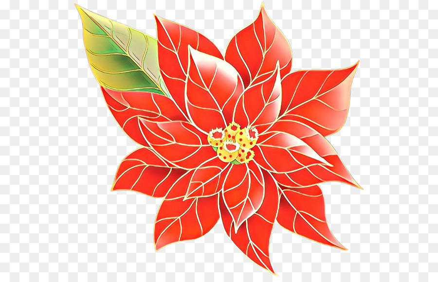 Flor De Pascua，Rojo PNG