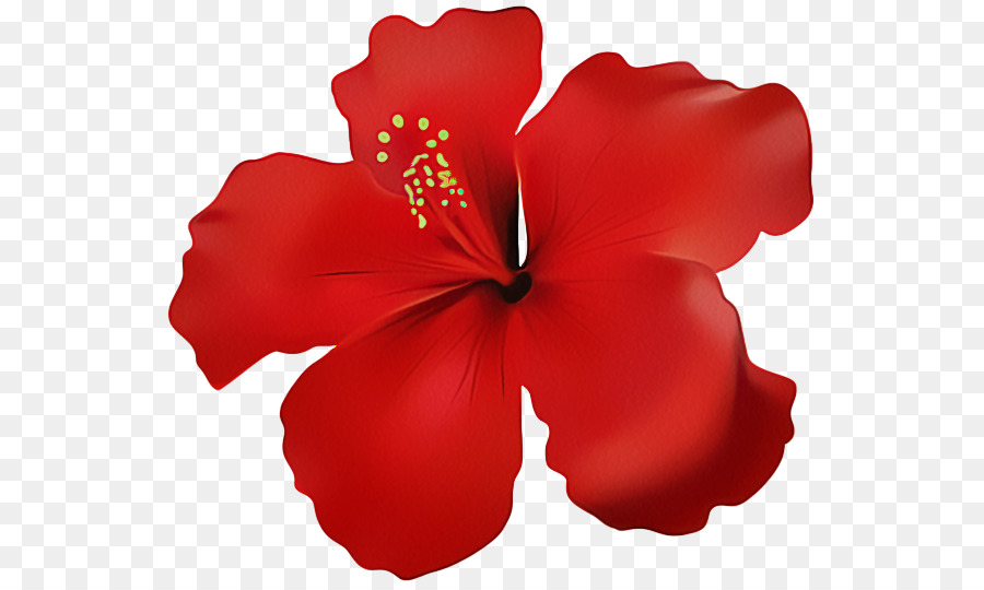 Pétalo，Hibisco PNG