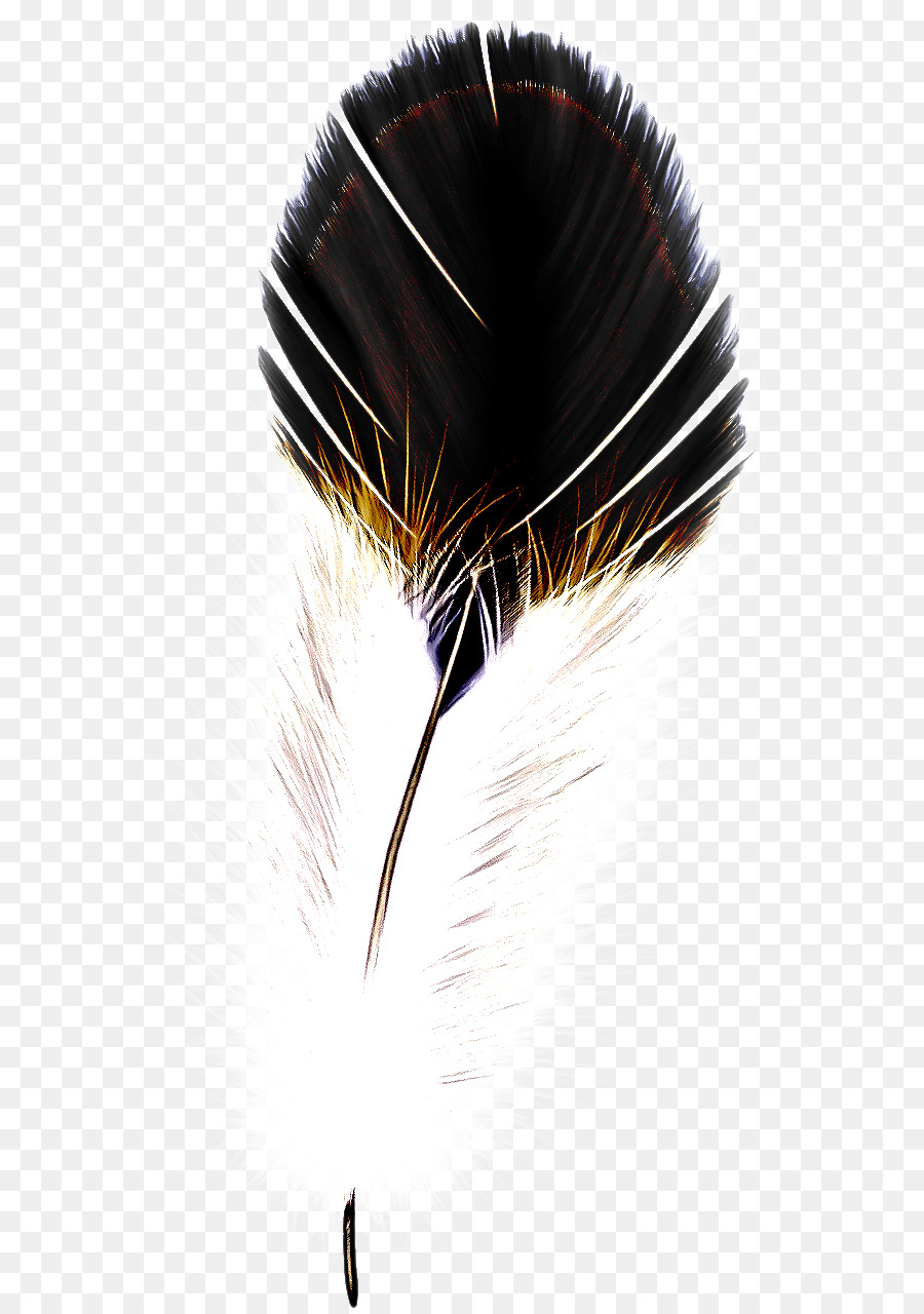 Pluma，Accesorio De Moda PNG