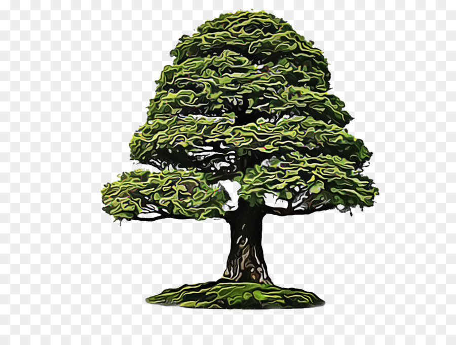 árbol，Planta PNG