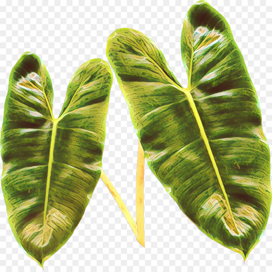 Hoja，Planta PNG