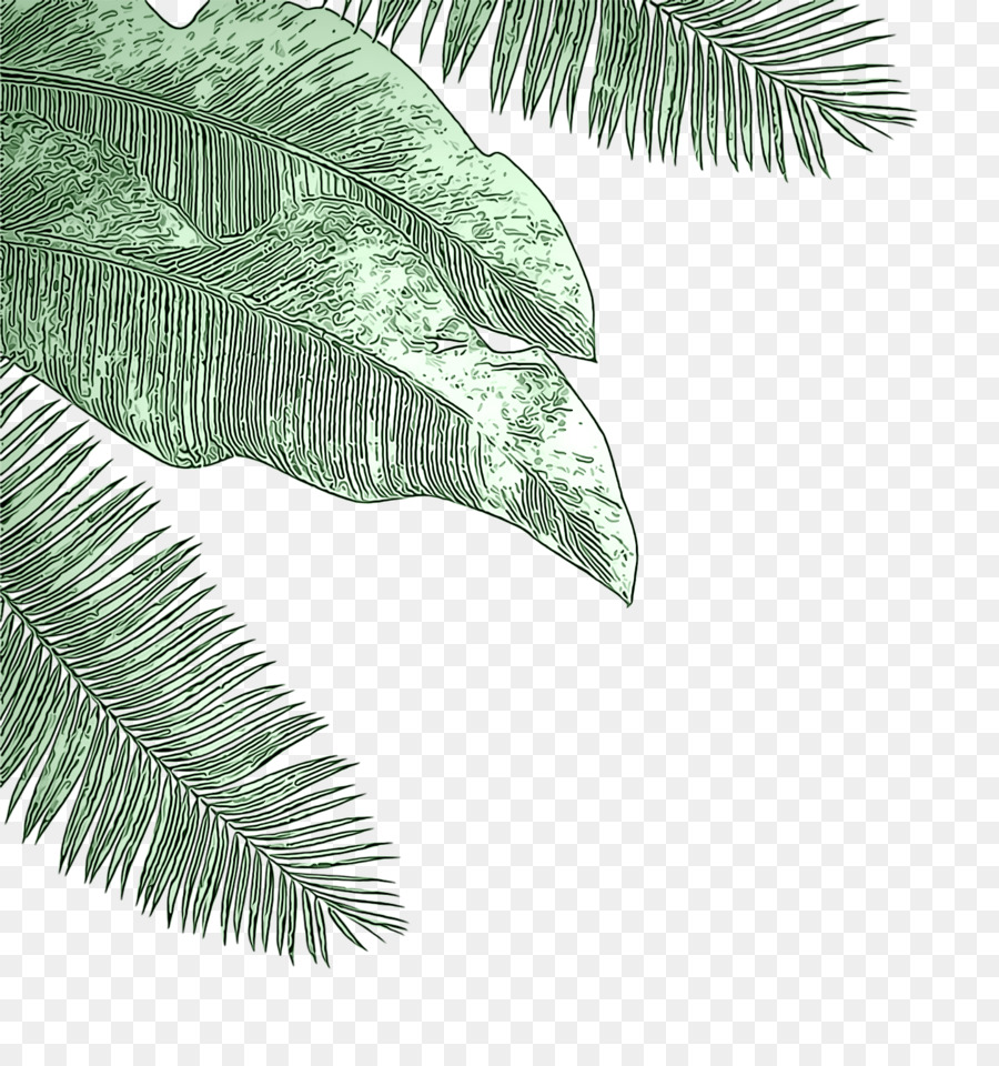 Hojas，Verde PNG