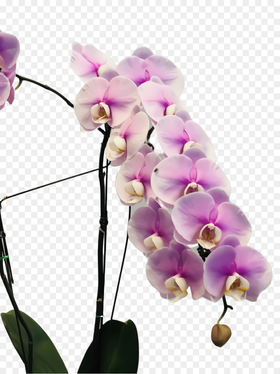 Orquídea En Florero，Flor PNG