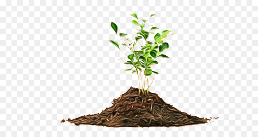 Planta，Árbol PNG