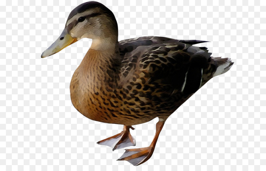 Aves，Pato PNG