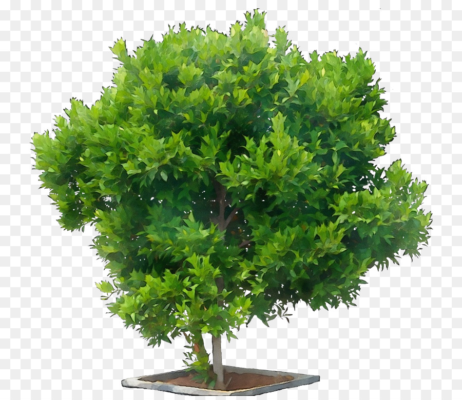 árbol，Planta PNG