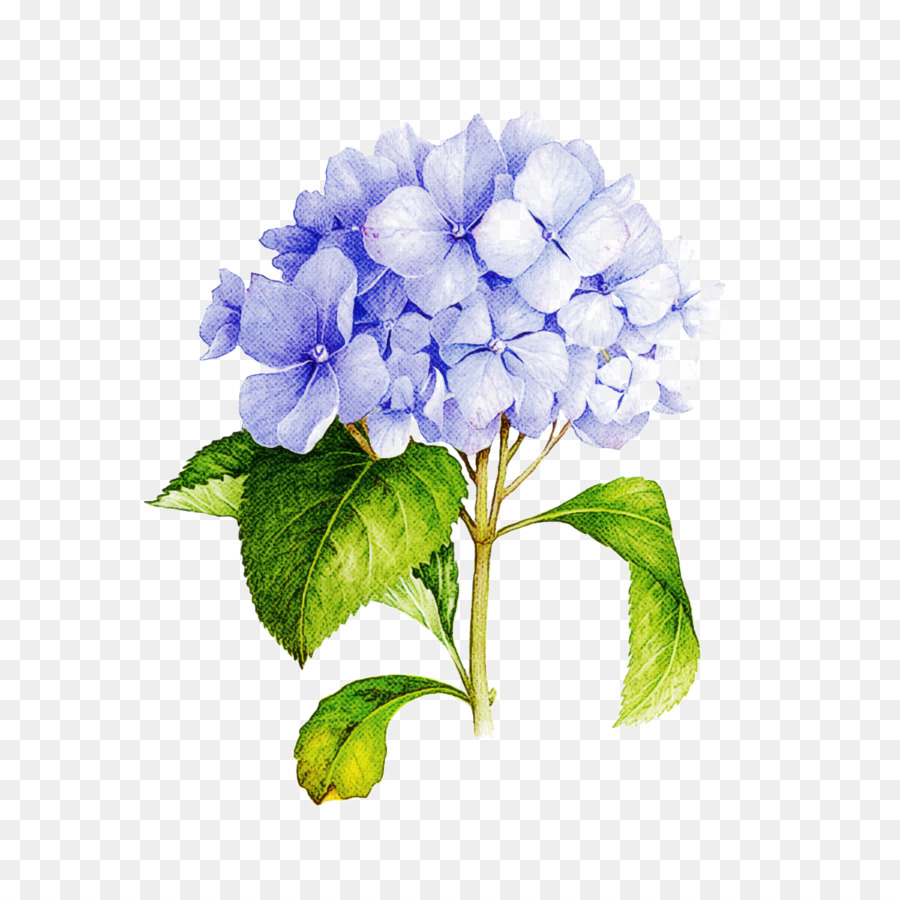 Flor Azul，Pétalos PNG