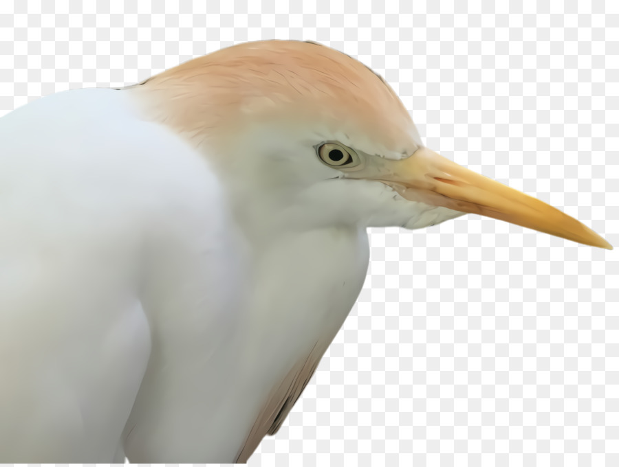 Aves，Pico PNG