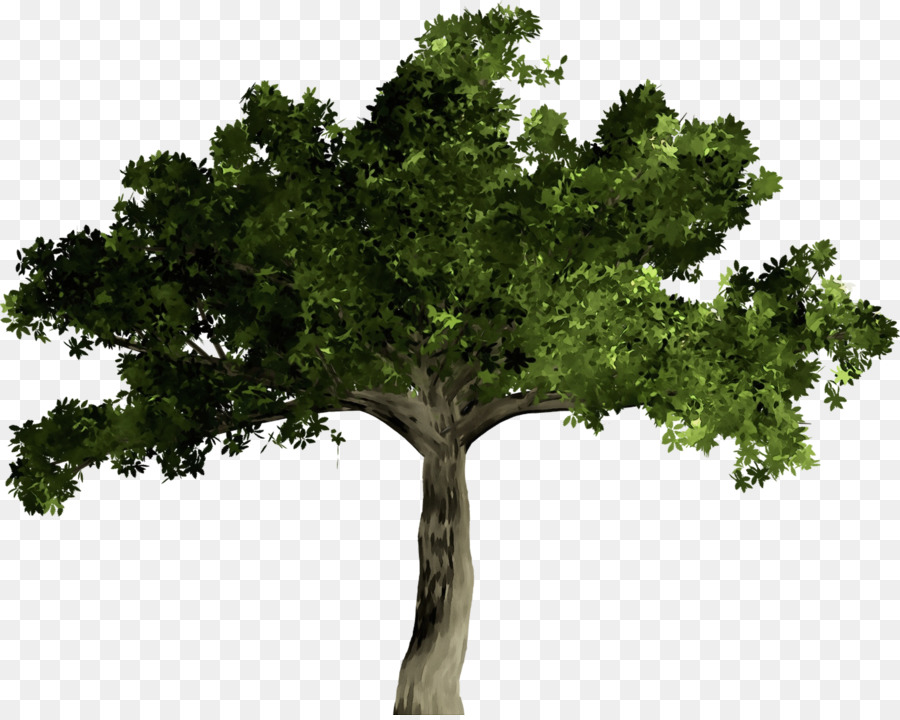 árbol，Planta PNG