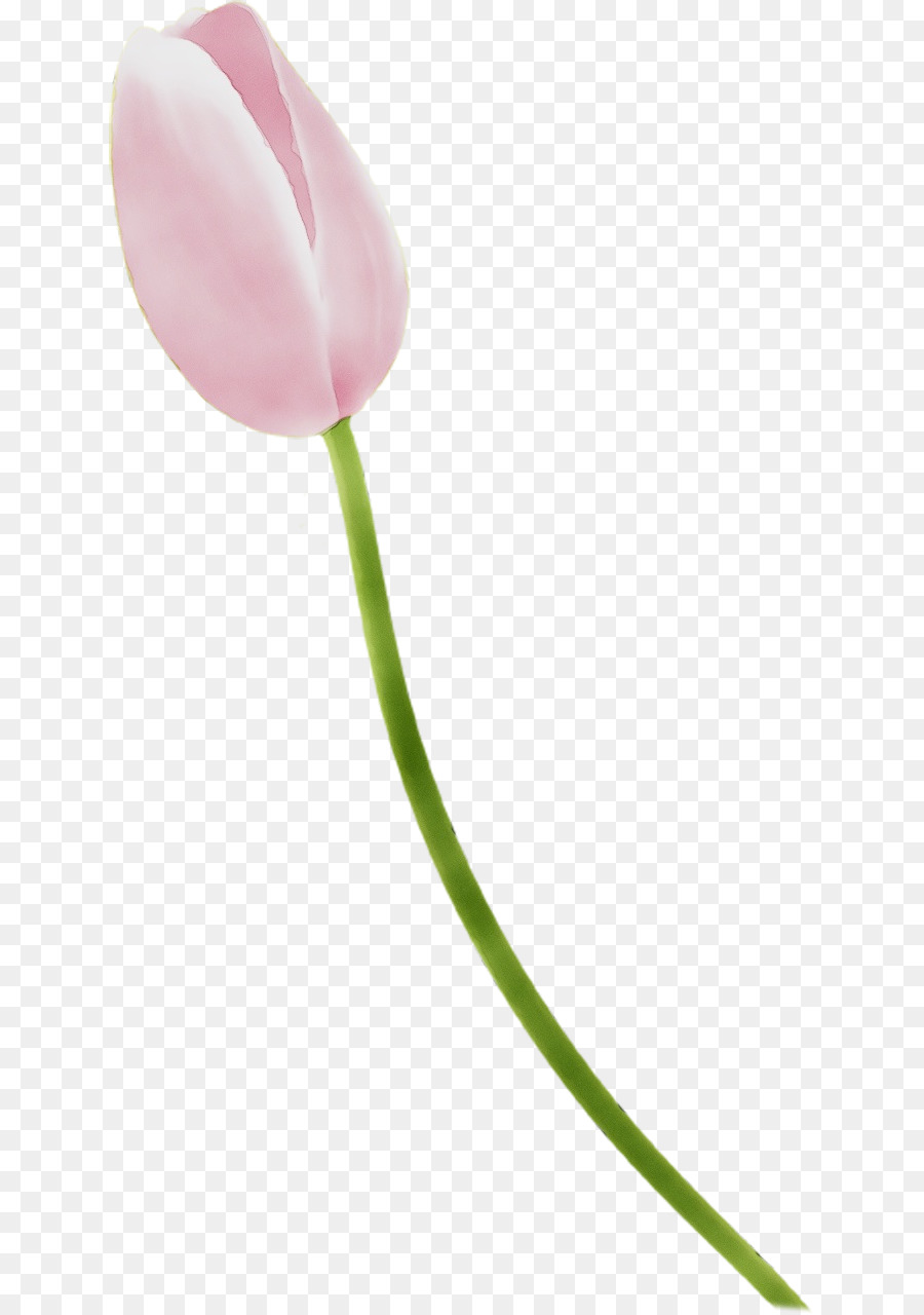 Tulip，Rosa PNG