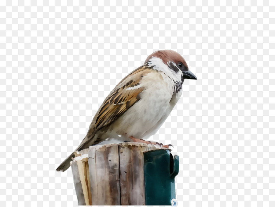 Pájaro，Gorrión PNG