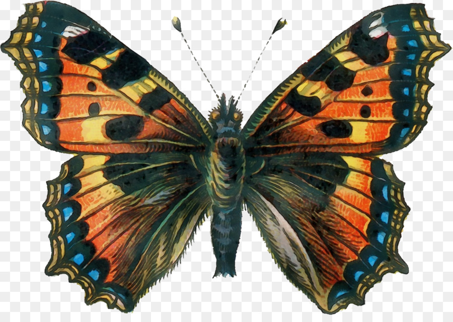 Las Polillas Y Las Mariposas，Mariposa PNG