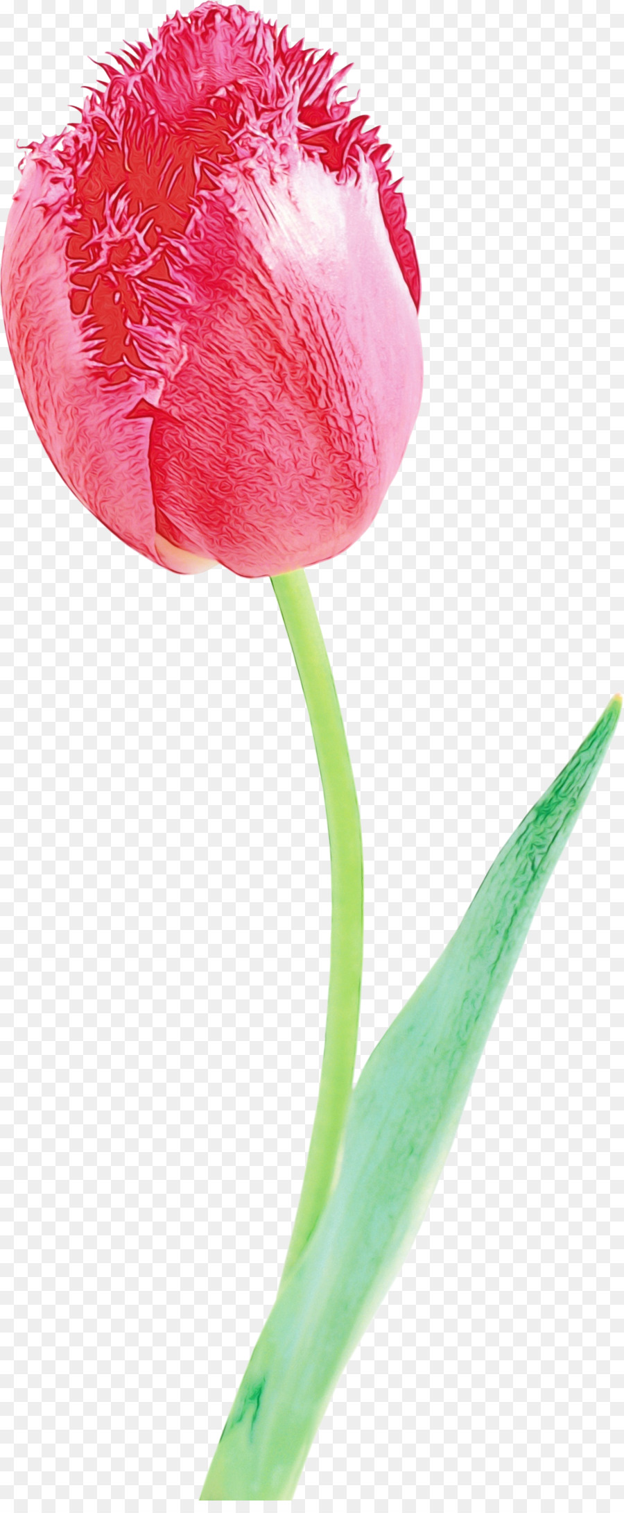 Tulipán Rojo，Provenir PNG