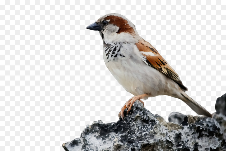 Aves，Gorrión PNG