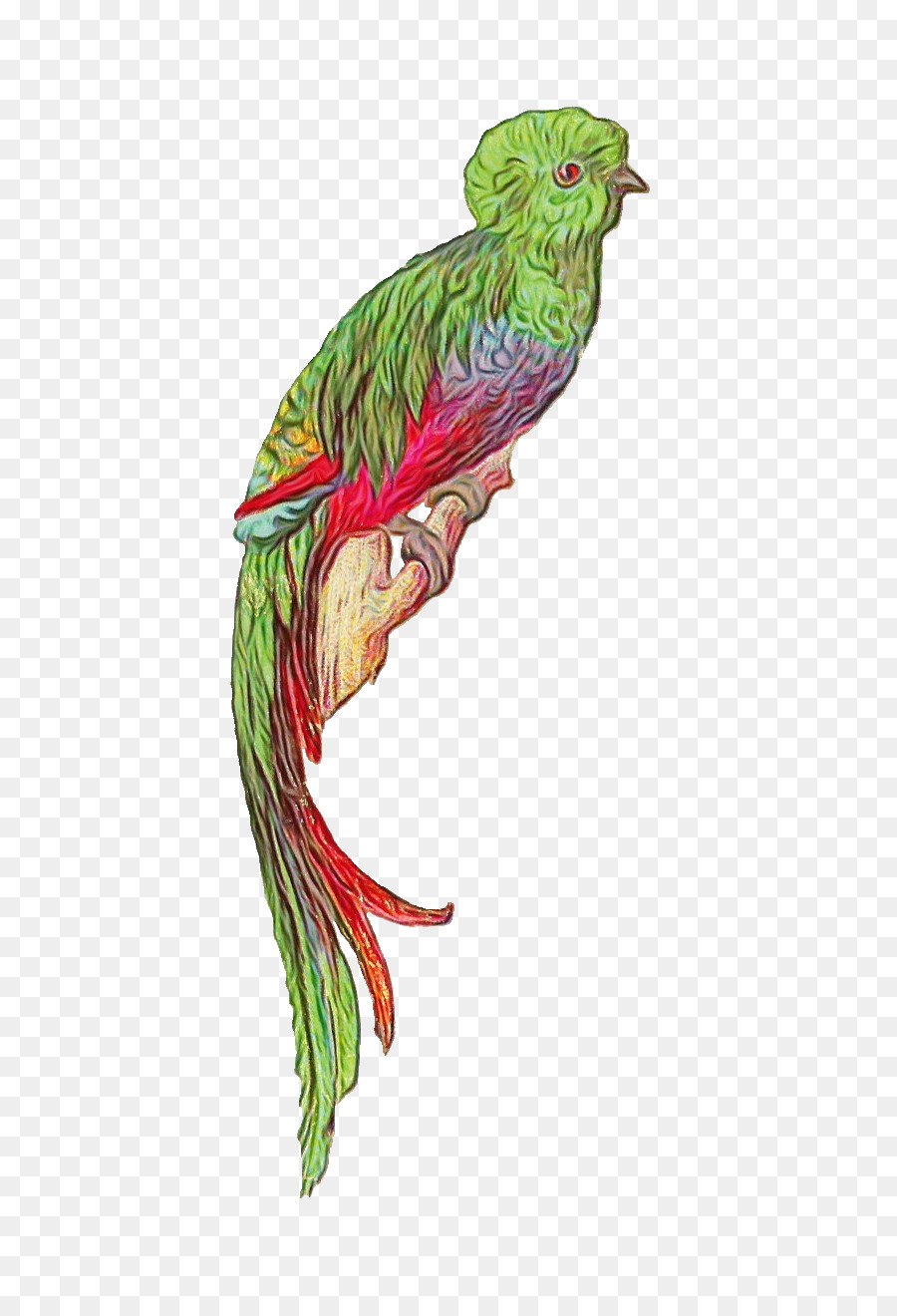 Guatemalteco，Aves PNG