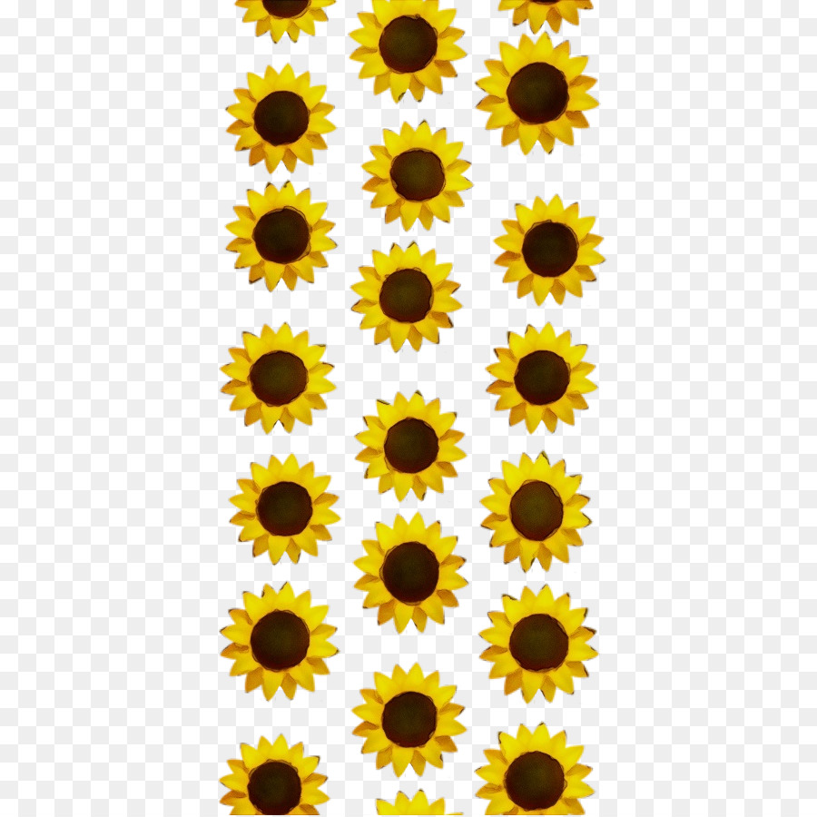 Girasol，Amarillo PNG