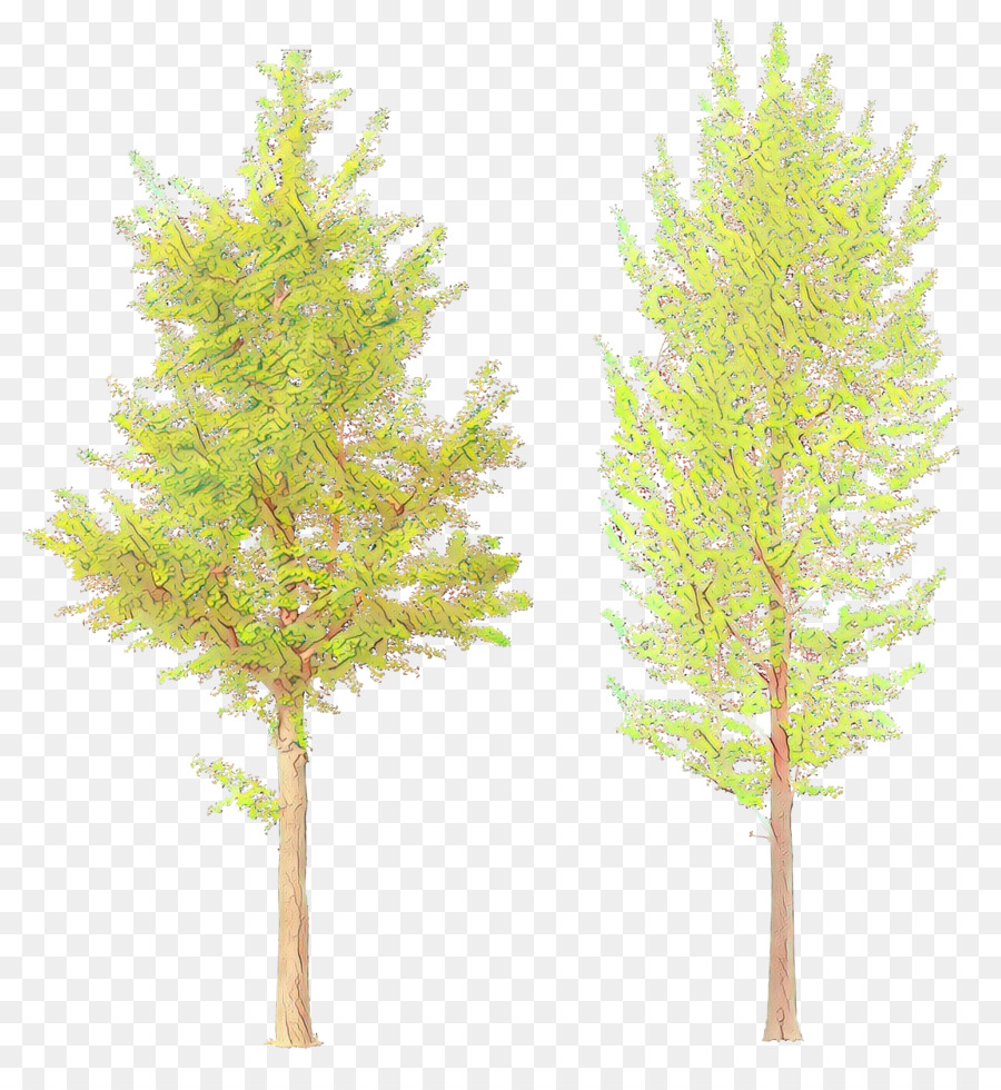 Árbol，Pino Blanco PNG