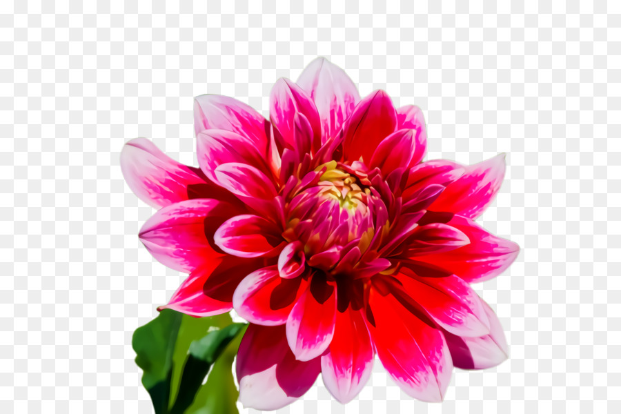 Flor Rosa，Florecer PNG