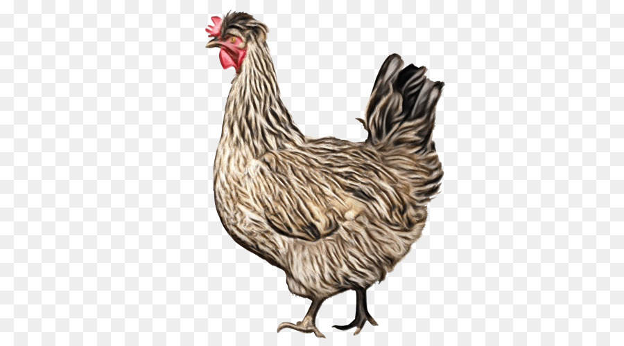 Pollo，Gallina PNG