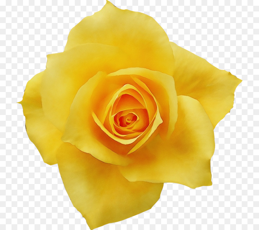 Flor，Rosa PNG