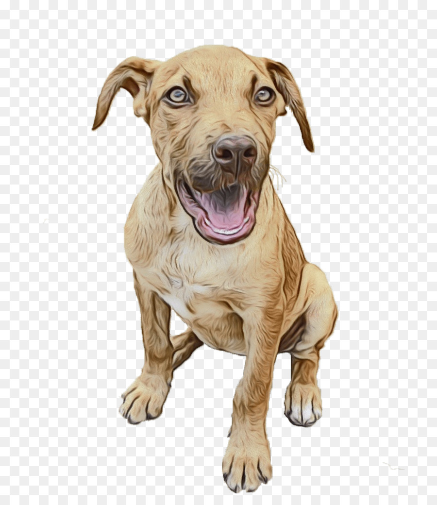 Cachorro Marrón，Perro PNG