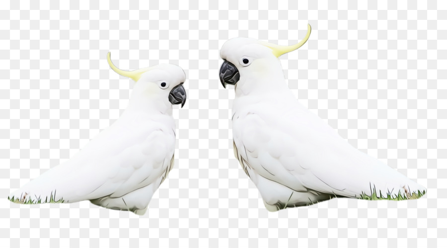 Aves，Cockatoo PNG