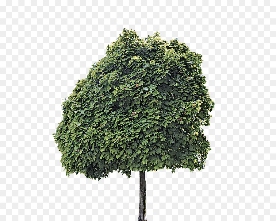 Árbol，Verde PNG