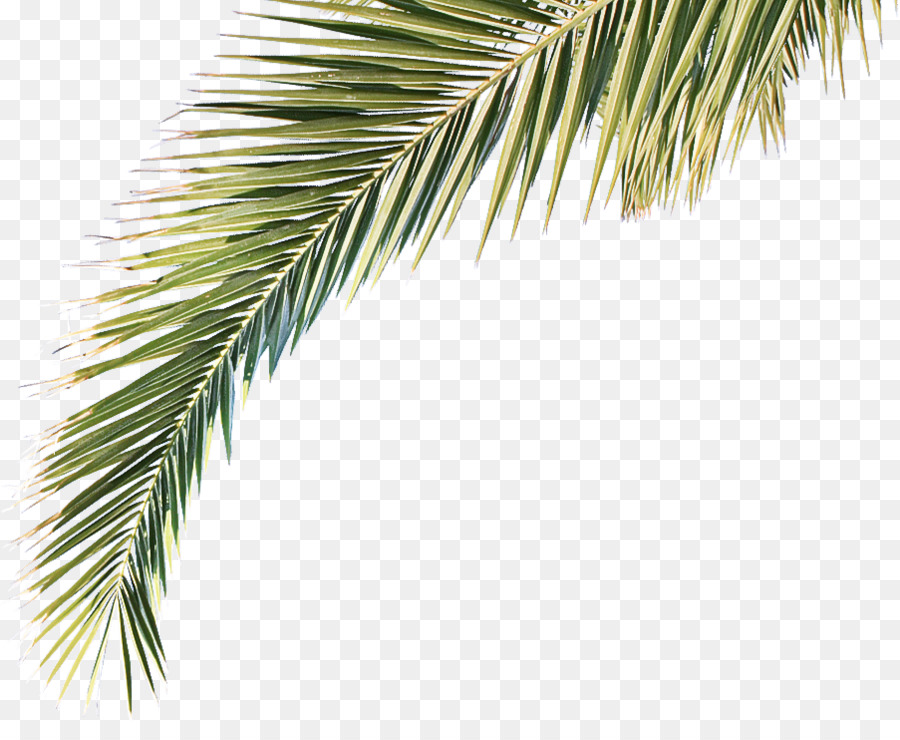 Palmera，Tropical PNG