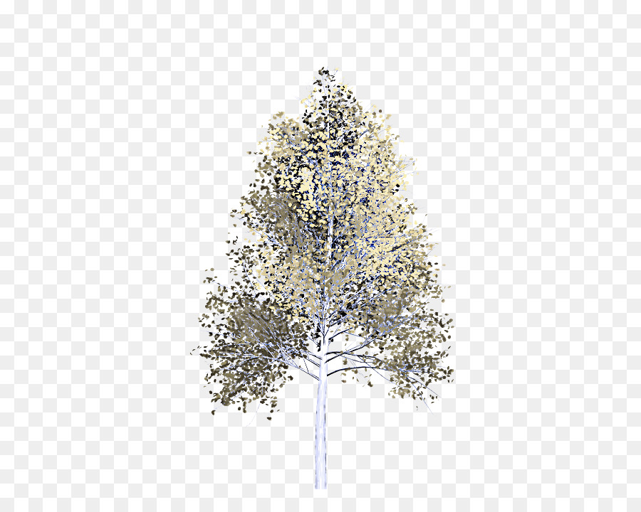 árbol，Pino Blanco PNG