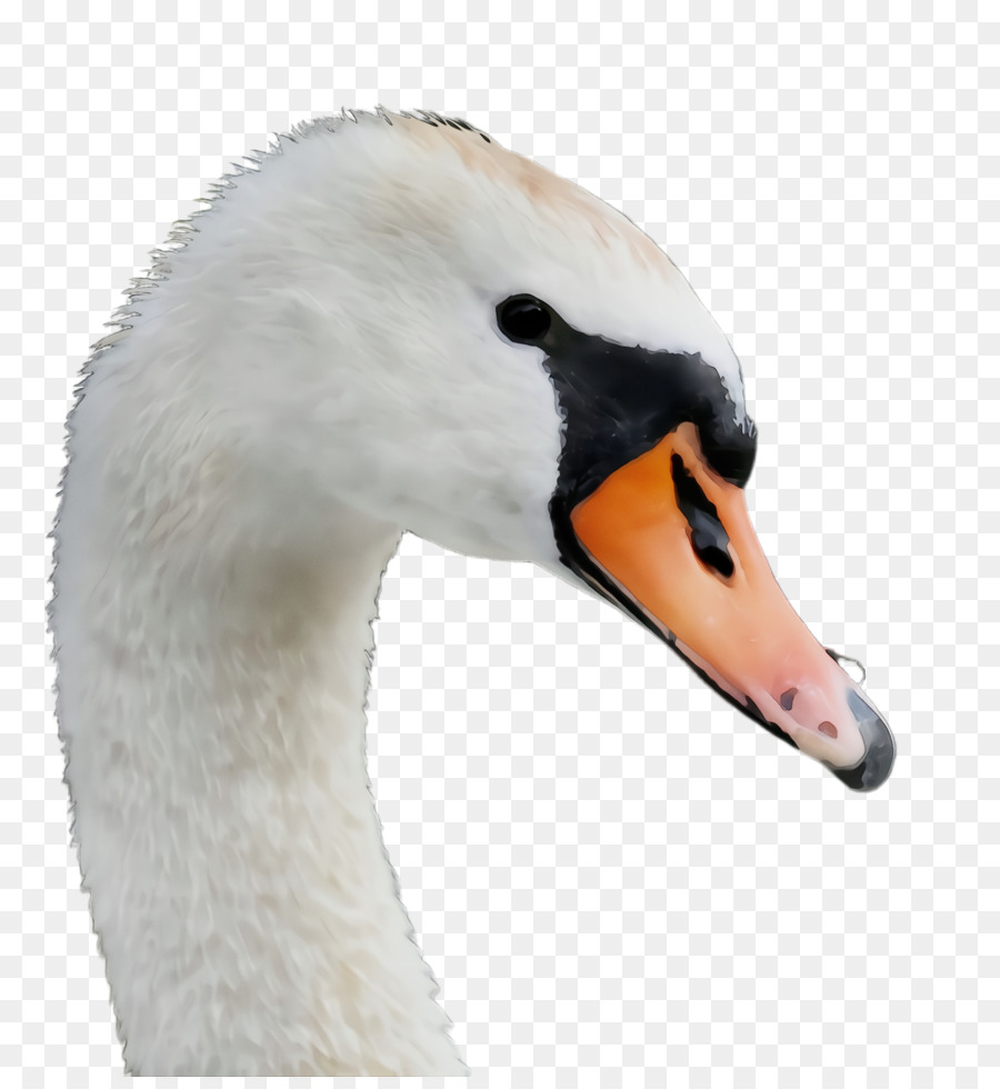 Swan，Aves PNG