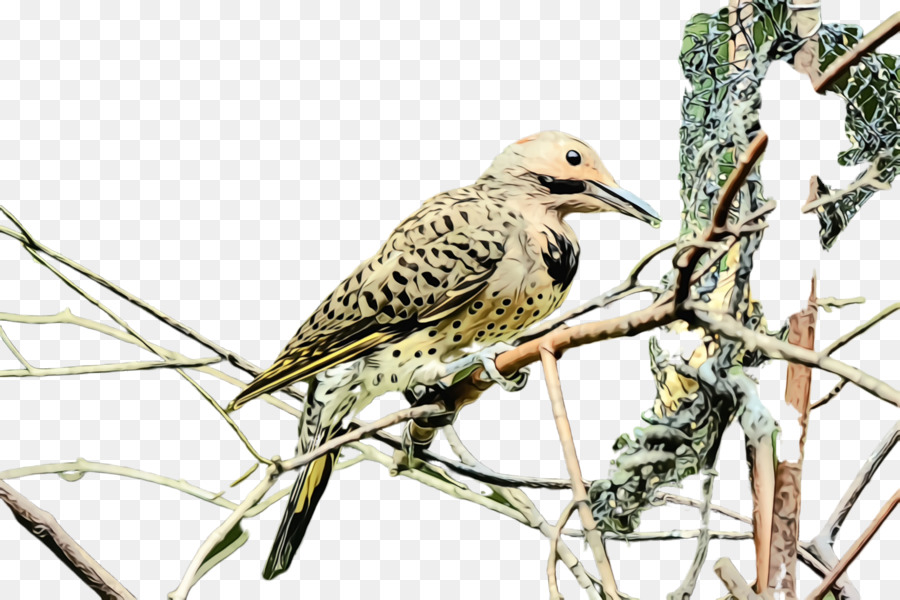 Aves，Pico PNG