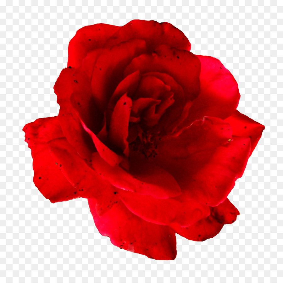 Flor，Rojo PNG