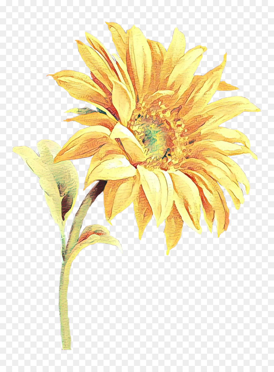 Girasol，Planta PNG