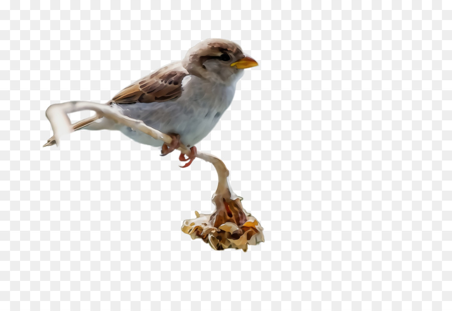 Aves，Pico PNG