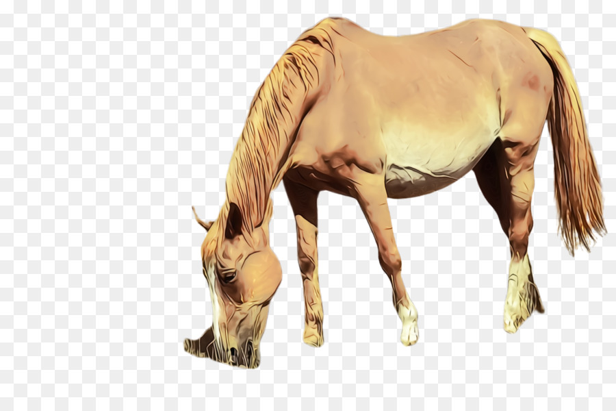 Caballo，Acedera PNG