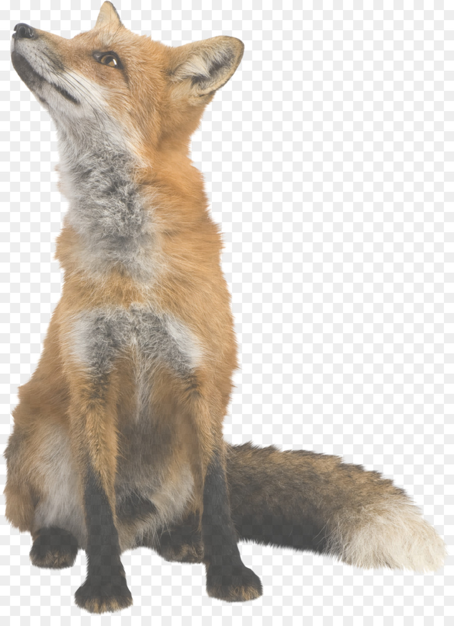 Zorro Rojo，Fox PNG