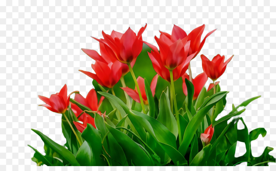 Tulipanes，Rojo PNG