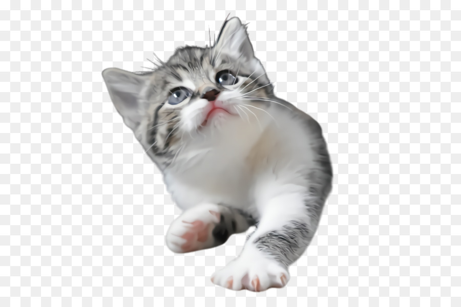 Gato，De Pequeñas A Medianas Gatos PNG